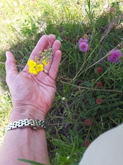 Physaria gracilis