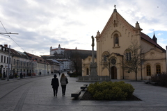 Columba livia domestica