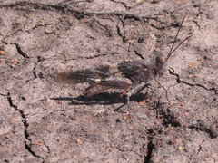 Trimerotropis latifasciata