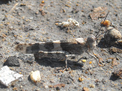 Trimerotropis latifasciata