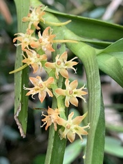 Tridactyle bicaudata bicaudata