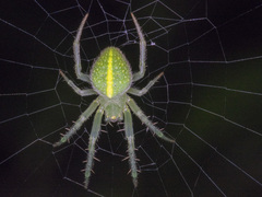 Araneus psittacinus