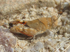 Trimerotropis latifasciata