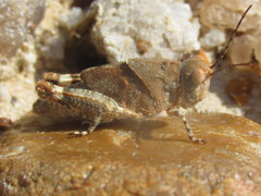 Trimerotropis latifasciata