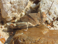 Trimerotropis latifasciata