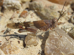 Trimerotropis latifasciata