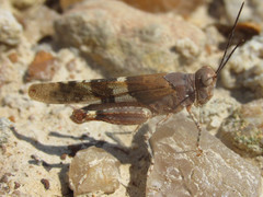 Trimerotropis latifasciata