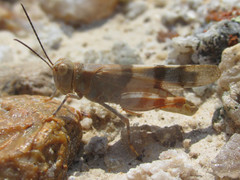 Trimerotropis pistrinaria