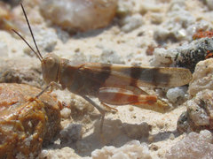 Trimerotropis pistrinaria