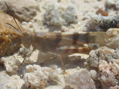 Trimerotropis pistrinaria