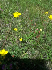 Physaria gracilis