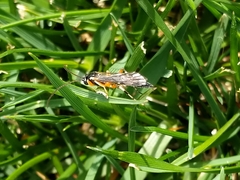 Ichneumonidae