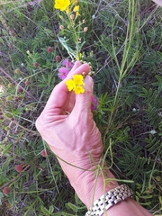Physaria gracilis