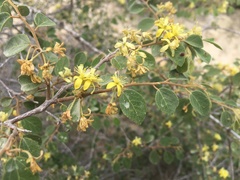 Grewia tulearensis