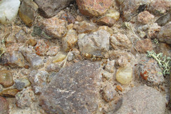 Trimerotropis latifasciata