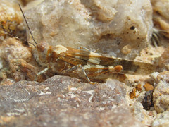 Trimerotropis latifasciata