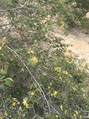 Grewia tulearensis