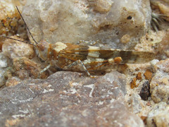 Trimerotropis latifasciata