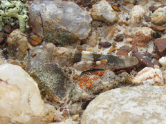 Trimerotropis latifasciata