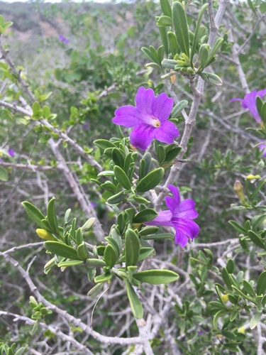 Ruellia latisepala