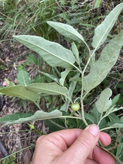 Solanum armourense