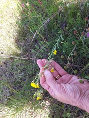 Physaria gracilis