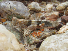 Trimerotropis latifasciata