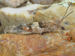 Trimerotropis latifasciata