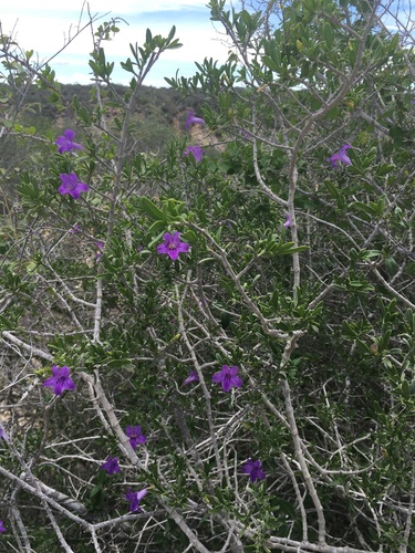 Ruellia latisepala image