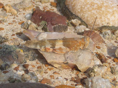 Trimerotropis latifasciata