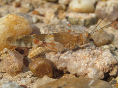 Trimerotropis latifasciata