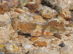 Trimerotropis latifasciata