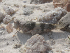 Trimerotropis latifasciata