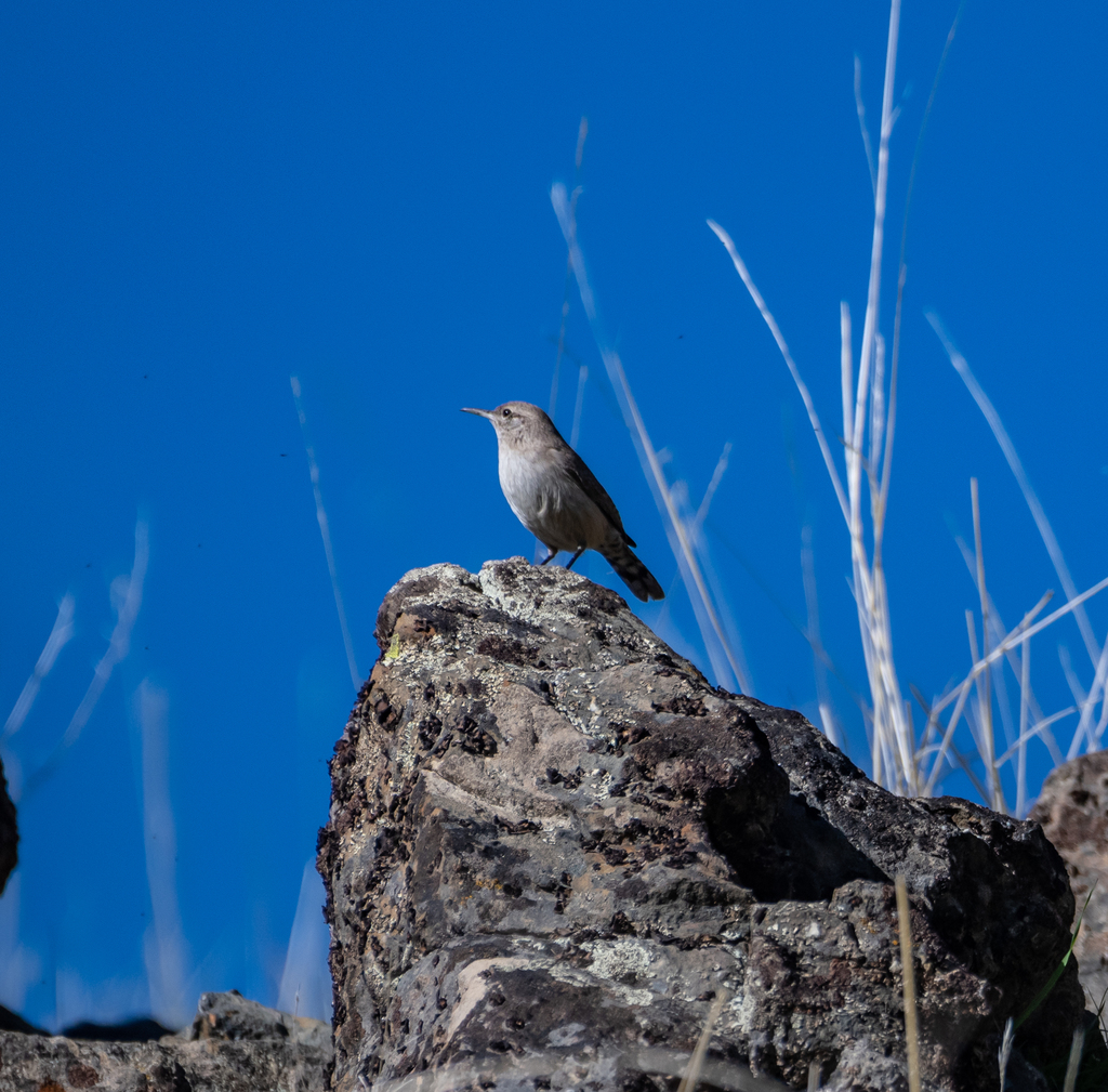 Rock Wren from Ohlone Regional Wilderness, Alameda, California, United ...