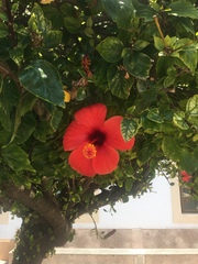 Hibiscus