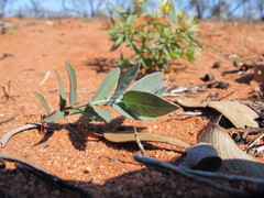 Eucalyptus wyolensis