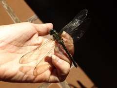 Insecta