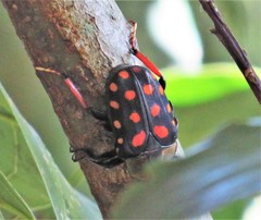 Mecynorhina passerinii