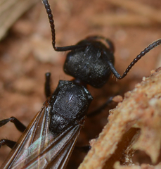 Notoncus ectatommoides