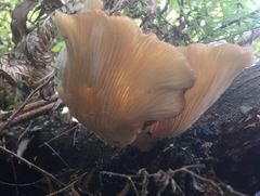 Pleurotus purpureo-olivaceus