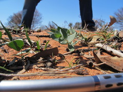 Eucalyptus wyolensis