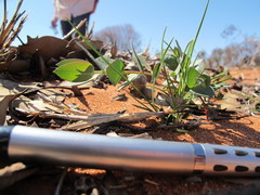 Eucalyptus wyolensis