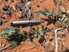 Eucalyptus wyolensis