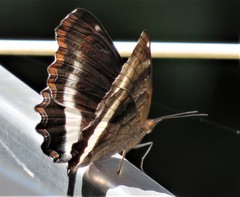 Eurytela hiarbas angustata