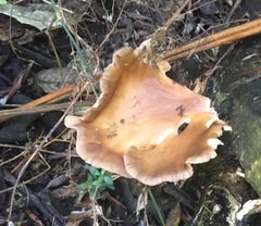 Pleurotus purpureo-olivaceus