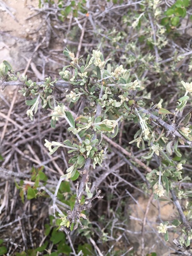 Psilotrichum madagascariense image