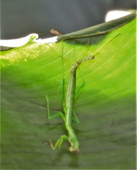 Polyspilota aeruginosa