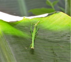 Polyspilota aeruginosa