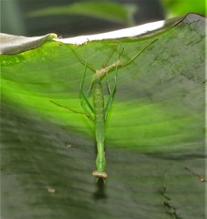 Polyspilota aeruginosa