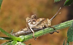 Abisares viridipennis